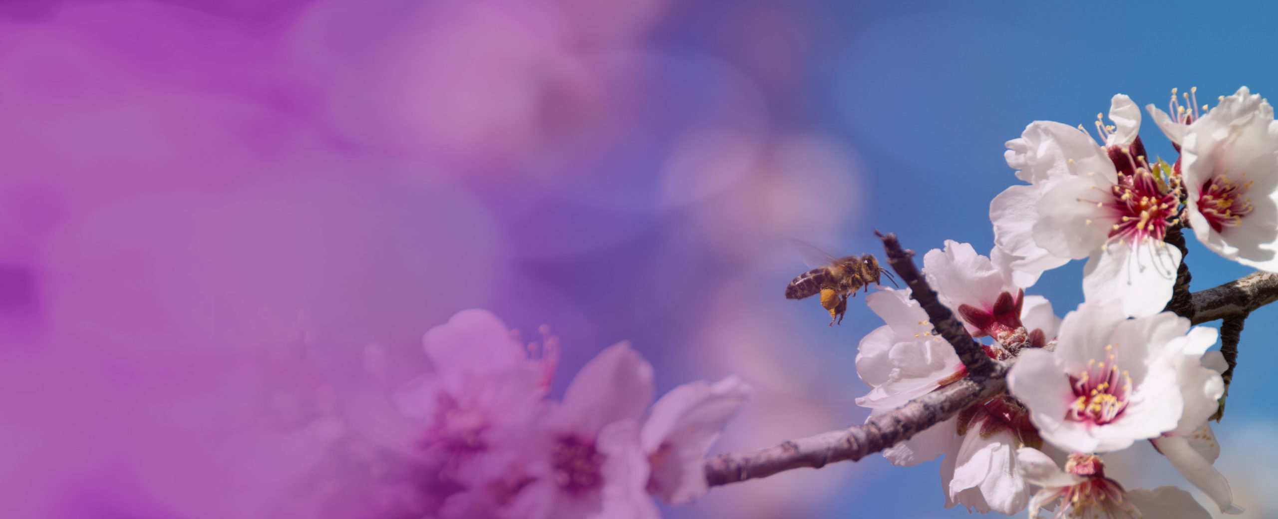 Descubre cómo aumentar la producción en almendro gracias a una mejor polinización