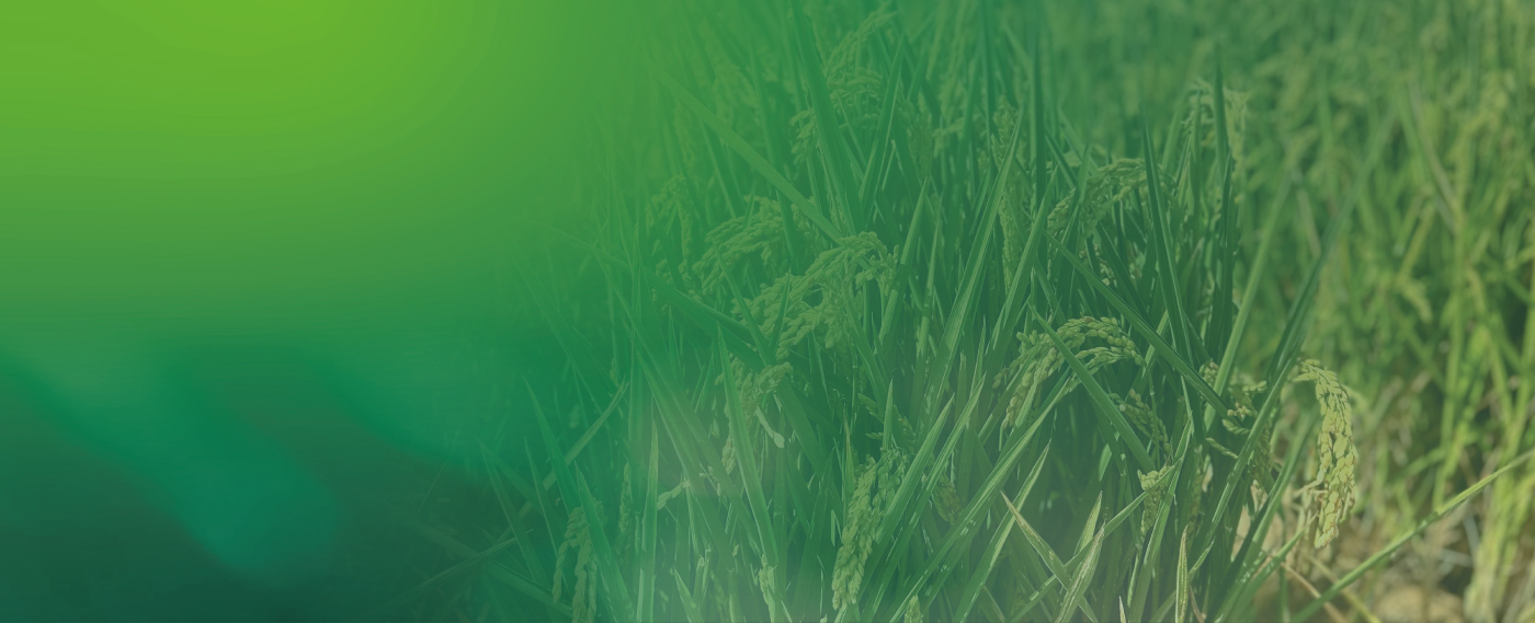 Xavier Also nos cuenta cómo la Estrategia 360º transformó su cultivo de arroz